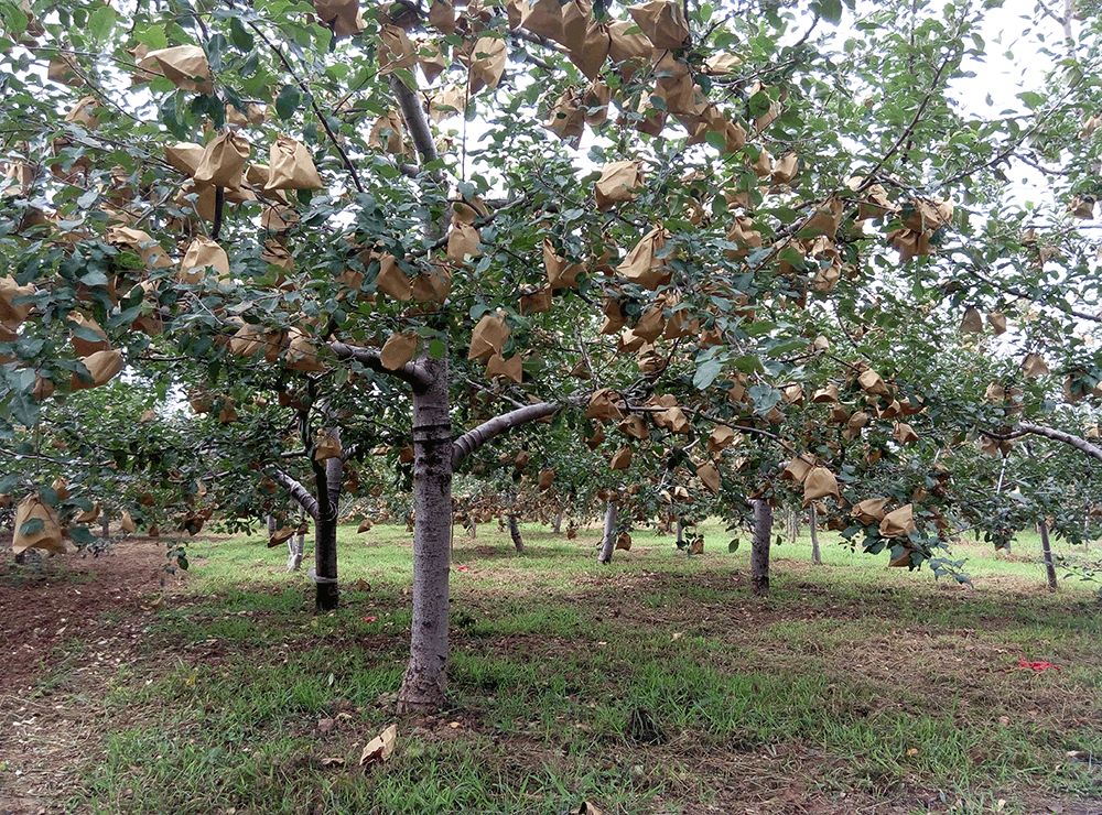 延洛苹果 luochuanapple